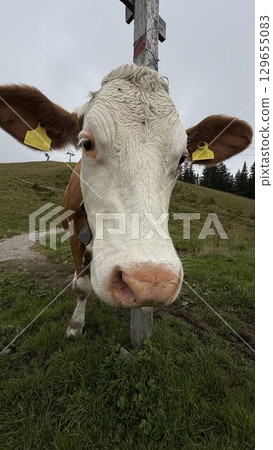 Close-Up of Curious Cow in Pasture 129655083