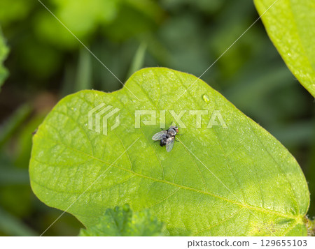 A flesh fly resting on a leaf wet with morning dew A flesh fly resting on a leaf wet with morning dew 129655103
