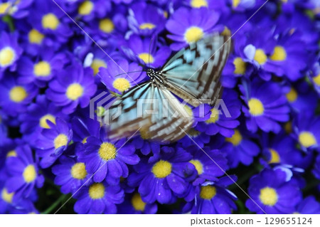 Butterflies Stuck in a Flower Butterflies Stuck in a Flower 129655124