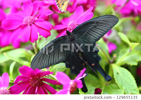 Butterflies Stuck in a Flower 129655135