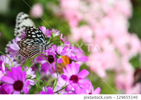 蝴蝶被困在一朵花 129655140