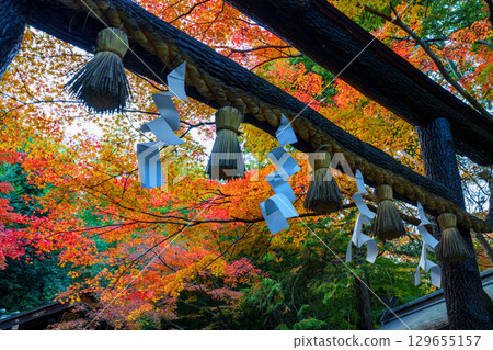 Nonomiya Shrine, dyed in autumn leaves Nonomiya Shrine, dyed in autumn leaves 129655157