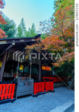 Nonomiya Shrine, dyed in autumn leaves Nonomiya Shrine, dyed in autumn leaves 129655158