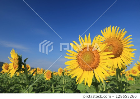 向日葵3626 129655266