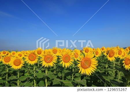 向日葵3635 129655267