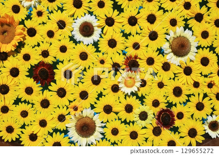 Sunflower 3665 Sunflower 3665 129655272
