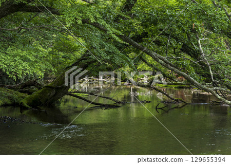 歐日光的夏天：湯川從湯之湖流向湯滝瀑布 129655394