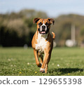 拳師犬在草地上奔跑 129655398