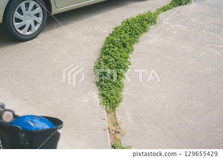 停車場縫隙裡的草 129655429