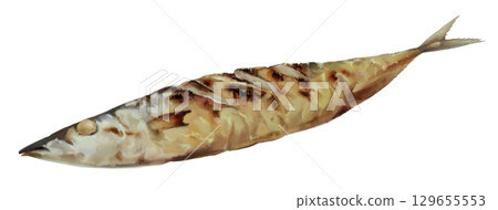 Autumn taste: Hand-drawn illustration of grilled salted saury 129655553