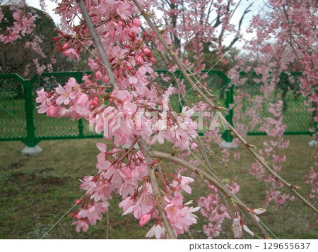 櫻花的風景 129655637