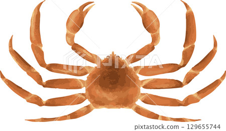 Fresh and delicious looking snow crab 129655744