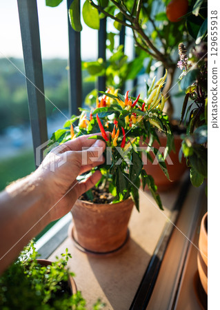 Male hand harvesting red hot pepper from pot on sunny French balcony close up. Sustainable crop 129655918
