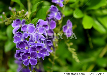 Duranta Duranta 129655944