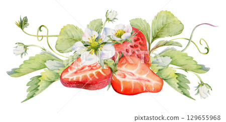 Strawberry berries full and cut in half, leaves tendrils flowers hand drawn in watercolor, ripe forest garden harvest. Isolated botanical illustration. Dessert menu, grocery, farmers market, cosmetics Strawberry berries full and cut in half, leaves tendrils flowers hand drawn in watercolor, ripe forest garden harvest. Isolated botanical illustration. Dessert menu, grocery, farmers market, cosmetics 129655968