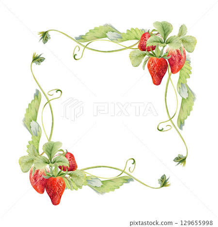 Strawberry hanging on stems with vines tendrils, ripe garden berry pineberry strasberry snakeberry. Isolated square border corner frame hand drawn in watercolor. Farmers market, eco gardening calendar 129655998