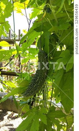 Bitter melon fruit and green leaves growing in a home garden Bitter melon fruit and green leaves growing in a home garden 129656439