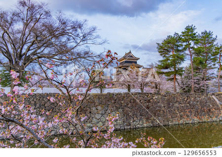 [Nagano Prefecture] National Treasure Matsumoto Castle: Cherry Blossom Season 129656553
