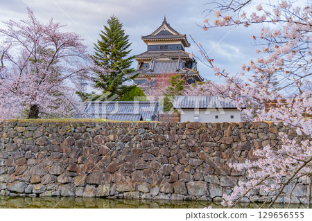 [Nagano Prefecture] National Treasure Matsumoto Castle: Cherry Blossom Season 129656555