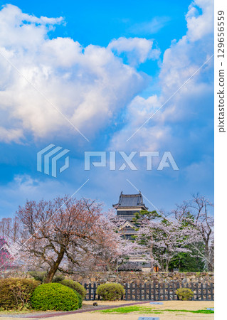 [長野縣]國寶松本城：櫻花季 129656559