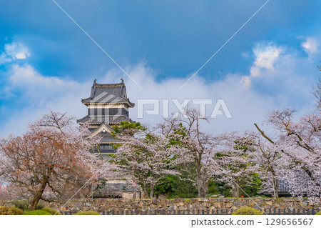 [Nagano Prefecture] National Treasure Matsumoto Castle: Cherry Blossom Season 129656567