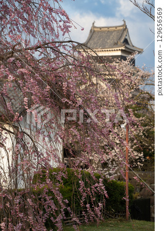 [Nagano Prefecture] National Treasure Matsumoto Castle: Cherry Blossom Season 129656569