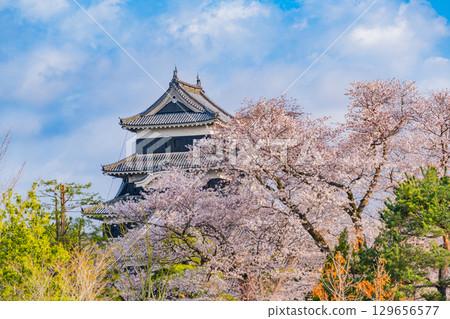 [長野縣]國寶松本城：櫻花季 129656577