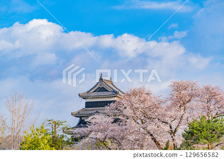 [Nagano Prefecture] National Treasure Matsumoto Castle: Cherry Blossom Season 129656582