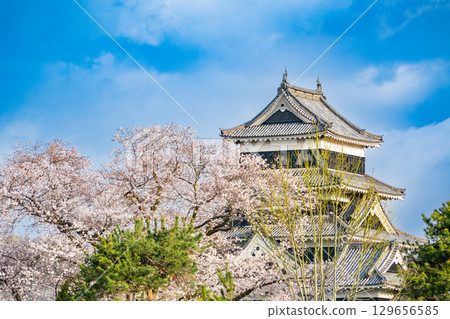 [Nagano Prefecture] National Treasure Matsumoto Castle: Cherry Blossom Season 129656585