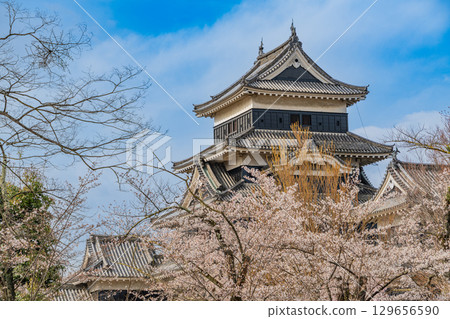 [Nagano Prefecture] National Treasure Matsumoto Castle: Cherry Blossom Season 129656590