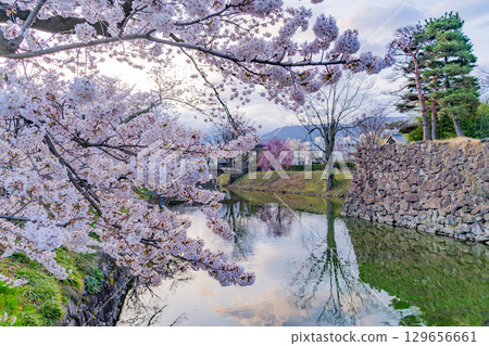 [Nagano Prefecture] National Treasure Matsumoto Castle - Cherry Blossoms along the Moat 129656661