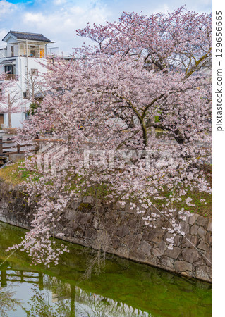 [Nagano Prefecture] National Treasure Matsumoto Castle - Cherry Blossoms along the Moat 129656665