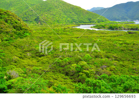 奄美大島亞熱帶雨林紅樹林屋口川 奄美大島亞熱帶雨林紅樹林屋口川 129656693