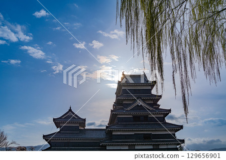 [Nagano Prefecture] National Treasure Matsumoto Castle (The castle tower seen through budding willows) 129656901