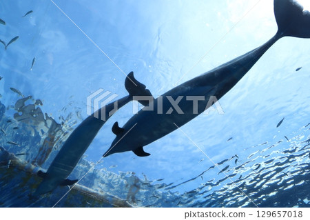 Bottlenose dolphins swimming in the arch tank at Hakkeijima Sea Paradise 129657018