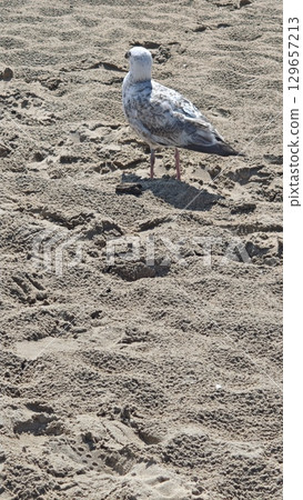 Seagull standing alone on a sandy beach with textured footprints in sunlight Seagull standing alone on a sandy beach with textured footprints in sunlight 129657213