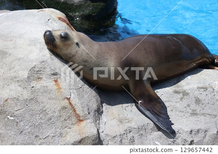 八景島海島樂園的海獅 八景島海島樂園的海獅 129657442