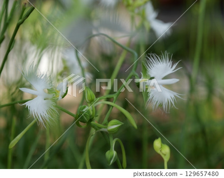  White flower 129657480