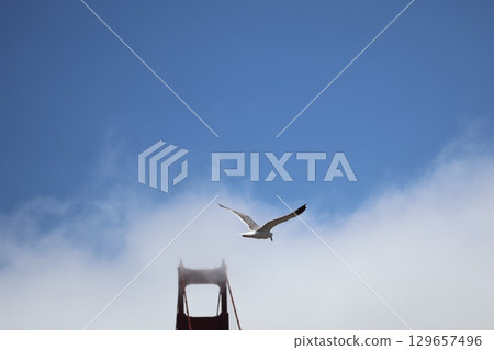 一隻海鷗在天空中飛翔的特寫，背景是白雲、藍天和一座橋 129657496