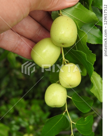 Fruit of jujube Fruit of jujube 129657512