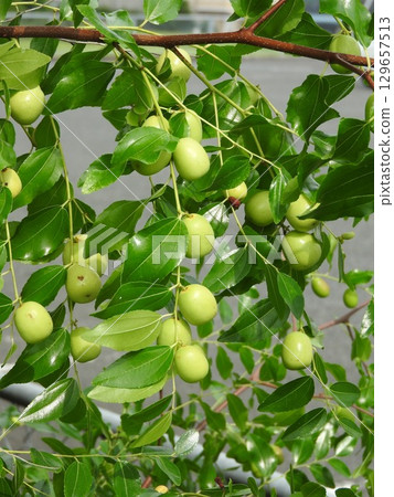 Fruit of jujube 129657513