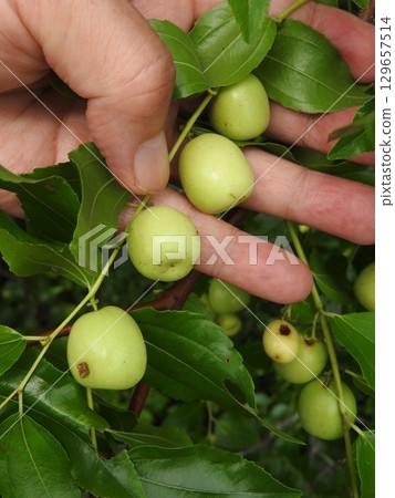 Fruit of jujube 129657514