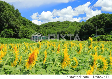 Karasuyama Line "Train running through a sunflower field in the forest" with summer sky as background 129657515