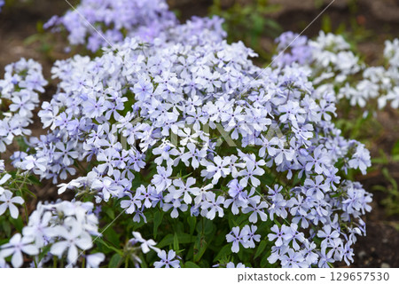 Phlox divaricata Emerald Blue in full spring bloom, with soft lavender blue flowers forming a gentle floral carpet. Native groundcover from Polemoniaceae. 129657530