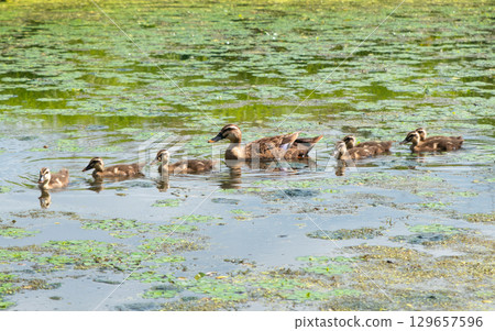 Eastern spot-billed duck with six ducklings swimming in a sunlit pond covered in algae. Shot in Shkotovo, Primorsky Krai, Russian Far East. Eastern spot-billed duck with six ducklings swimming in a sunlit pond covered in algae. Shot in Shkotovo, Primorsky Krai, Russian Far East. 129657596