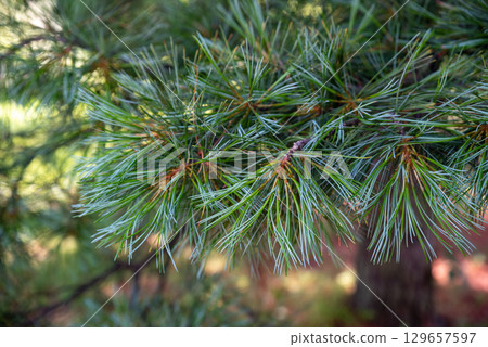 Branch of Korean pine (Pinus koraiensis) with soft green needles in natural light. Native conifer of Primorsky Krai, symbol of Far Eastern forests. 129657597