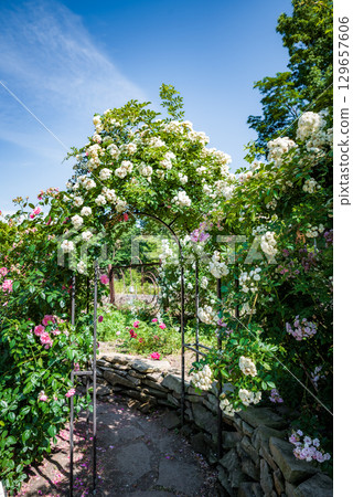 Snow Typhoon rambling rose cascades delicate pure white clusters over a garden arch adding graceful contrast against blue sky and verdant leaves Snow Typhoon rambling rose cascades delicate pure white clusters over a garden arch adding graceful contrast against blue sky and verdant leaves 129657606