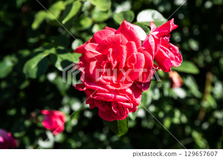 Close-up of vibrant red roses of the Krasny Mayak variety in full bloom, showcasing rich petals and lush texture, perfect for floral backgrounds. Close-up of vibrant red roses of the Krasny Mayak variety in full bloom, showcasing rich petals and lush texture, perfect for floral backgrounds. 129657607