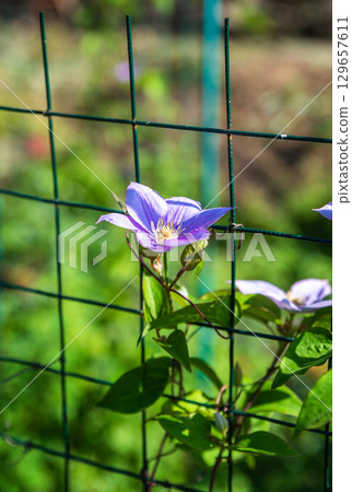 Purple clematis flower blooming on a green metal fence in a sunlit garden, with bright green leaves and a soft natural background. 129657611