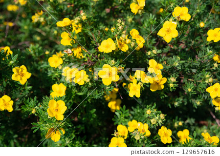 Close-up view of Potentilla fruticosa flowers with vivid yellow petals and lush green leaves, glowing in the warm summer sunlight. 129657616